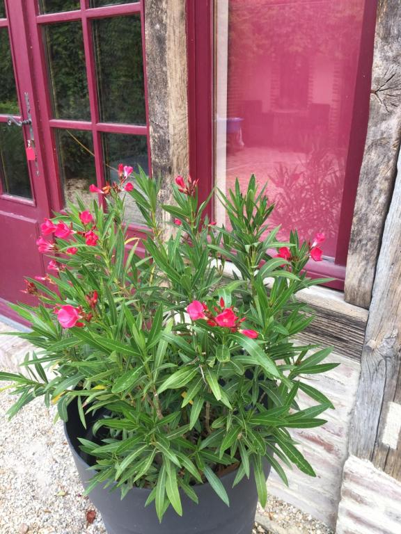 un pot de fleurs roses devant une fenêtre dans l'établissement La Maison aux Volets Rouges, à La Ferté-Beauharnais