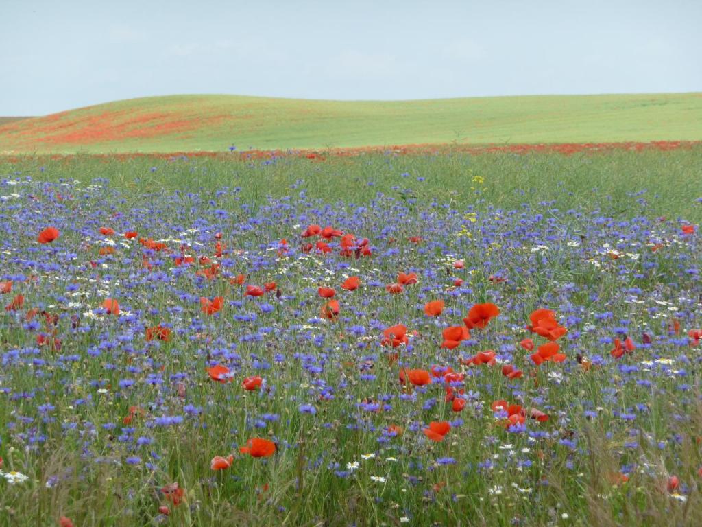 a field of colorful flowers in a field at Villa Lea Lee in Strehlow