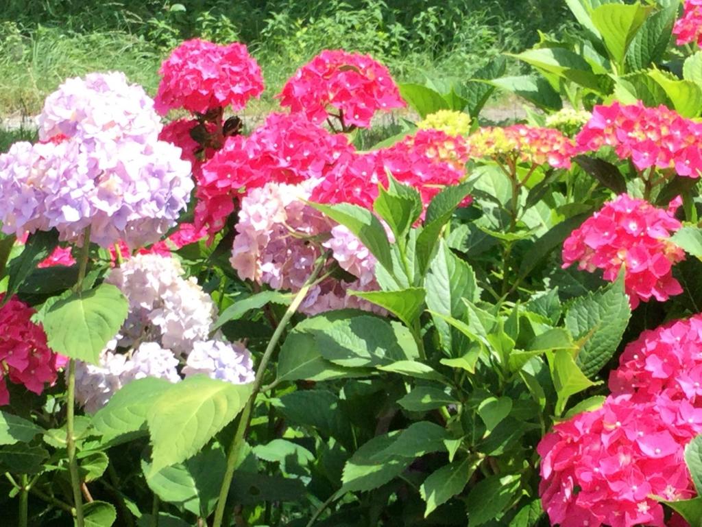 Giardino di Landhaus GRETE
