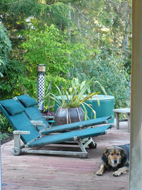 Haurata High Country Retreat/walks في جيسبورن: كلب يستلقي على الأرض بجوار مقعد