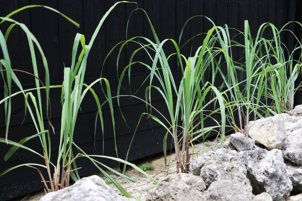 a group of tall green plants next to rocks at 檸檬草ー奄美の自然の香る宿ー in Amami