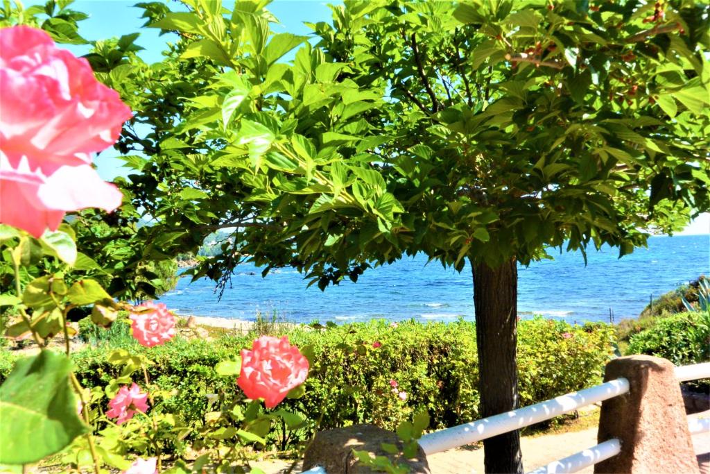 a tree with pink roses in front of the ocean at CANELLA 2 in Favone