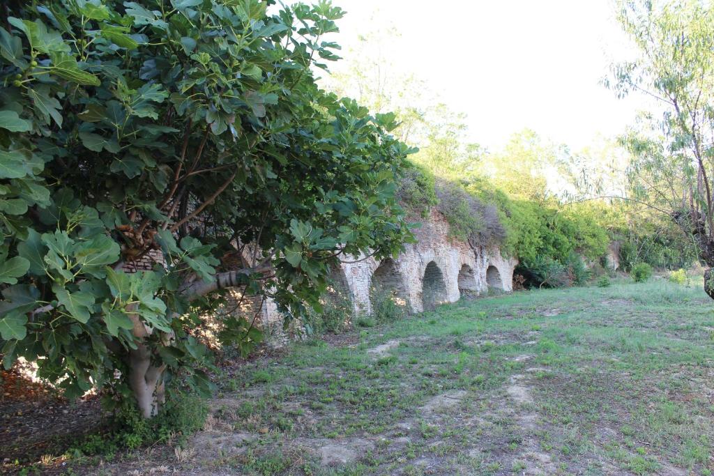 Zahrada ubytování Archi Rooms