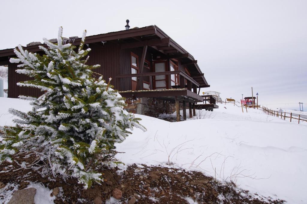 a snow covered christmas tree in front of a cabin at El Colorado Bungalows in El Colorado