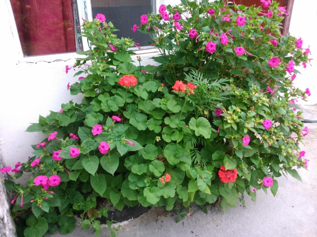 Zahrada ubytování Guest house maka