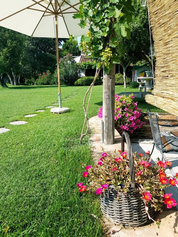 Vonkajšia záhrada v ubytovaní La Pergola B&B
