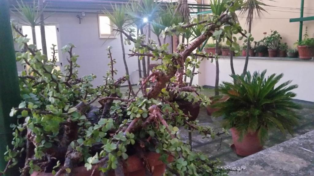 un groupe de plantes en pot en pots dans une pièce dans l'établissement case vacanze, La casa di Angelo, con terrazzo, à Oria