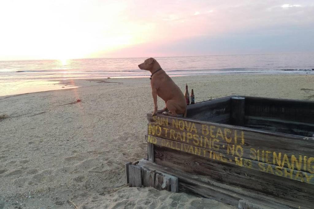 a dog sitting on a board on the beach at Wildwoof Beach Bungalow @ NW. 3 Blocks to Beach! in North Wildwood