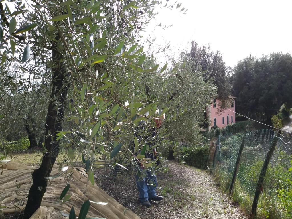 Zahrada ubytování Podere Il Leccione