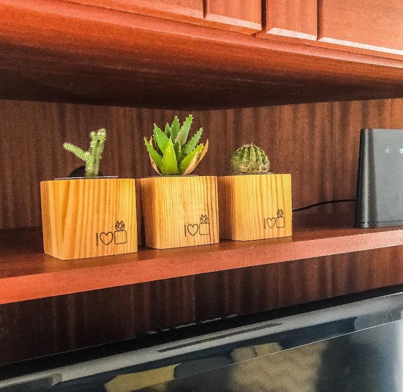 a row of cactuses on a shelf at eSense - Formosinha in Madalena