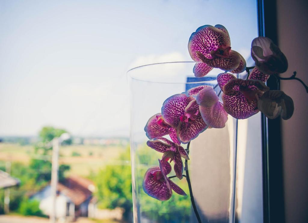 Fotografie z fotogalerie ubytování Guest House Vila Salute v destinaci Niš
