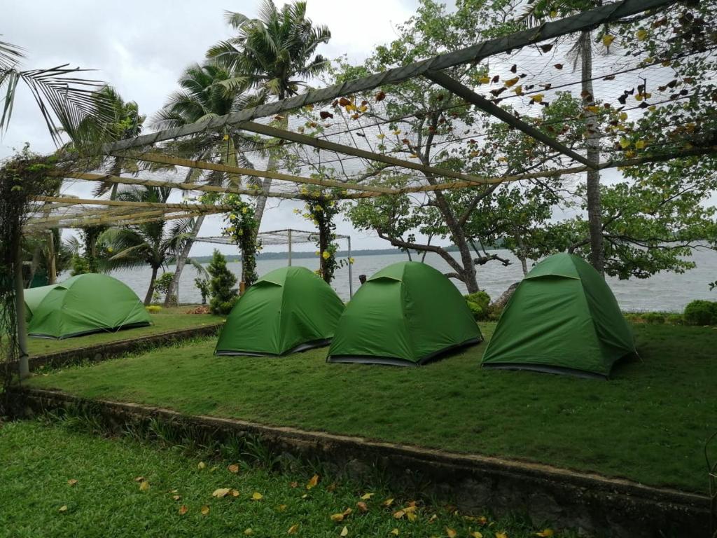 a group of three green tents on a grass field at Munroe Eco Camp in Munroe Island
