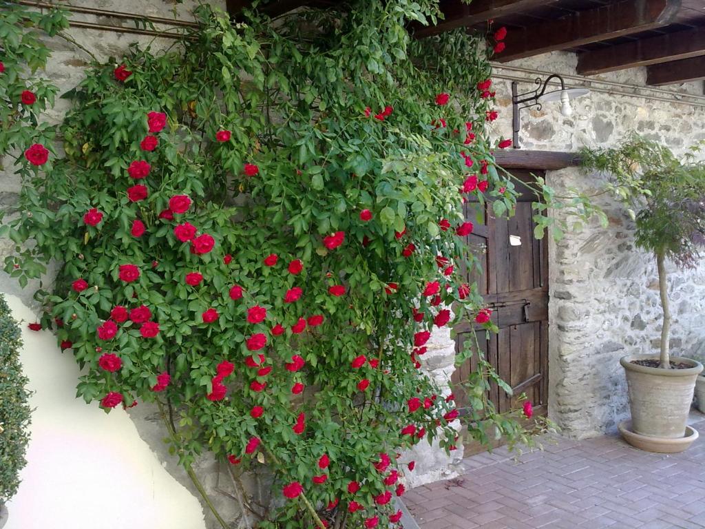 Un mucchio di rose rosse che crescono su un muro di Residenza Antica Corte Villa Picta a Buglio in Monte