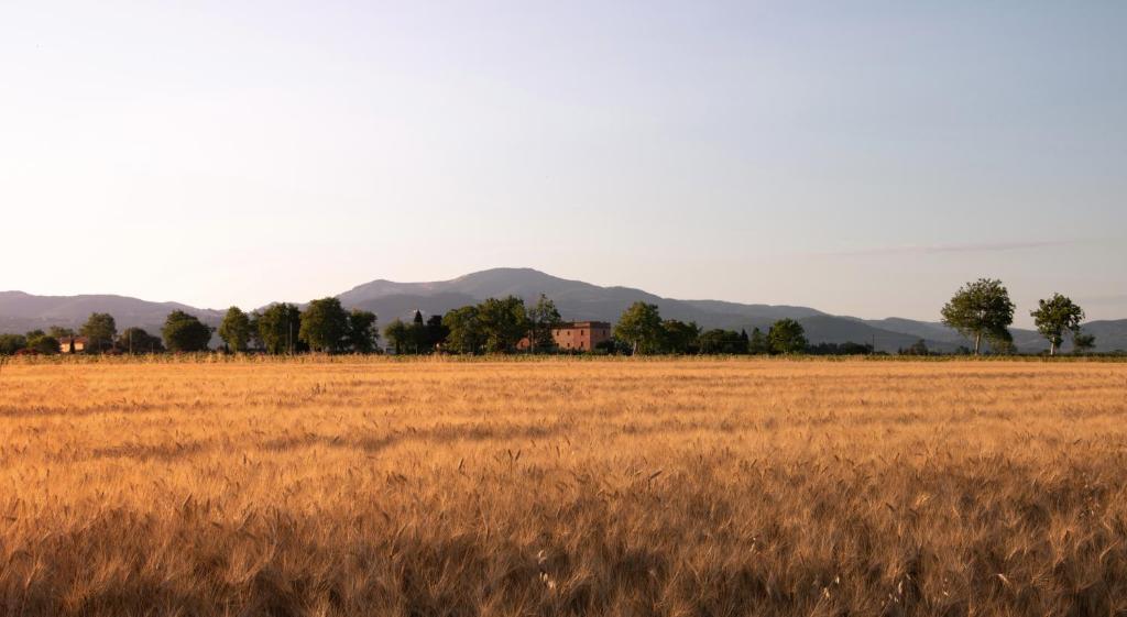 ヴェントゥリーナにあるAgriturismo Il Pescinoneの家屋を背景にした小麦畑