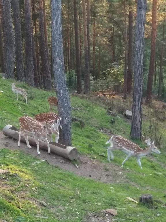 Zvířata v apartmánu nebo okolí