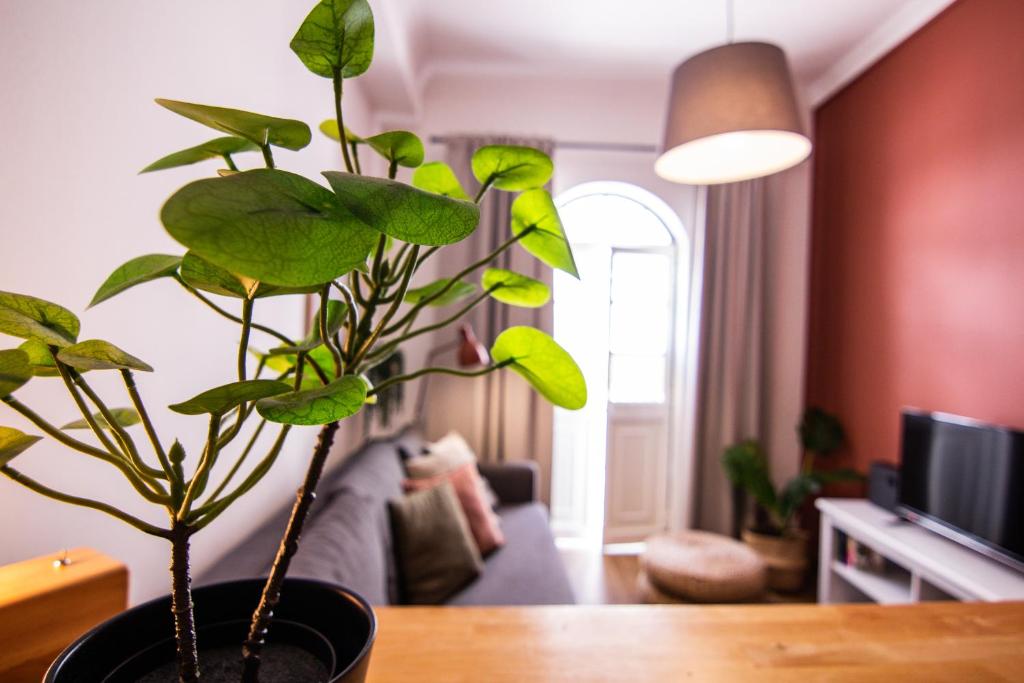 um vaso de planta sentado numa mesa numa sala de estar em Faro Central - Holiday Apartments em Faro