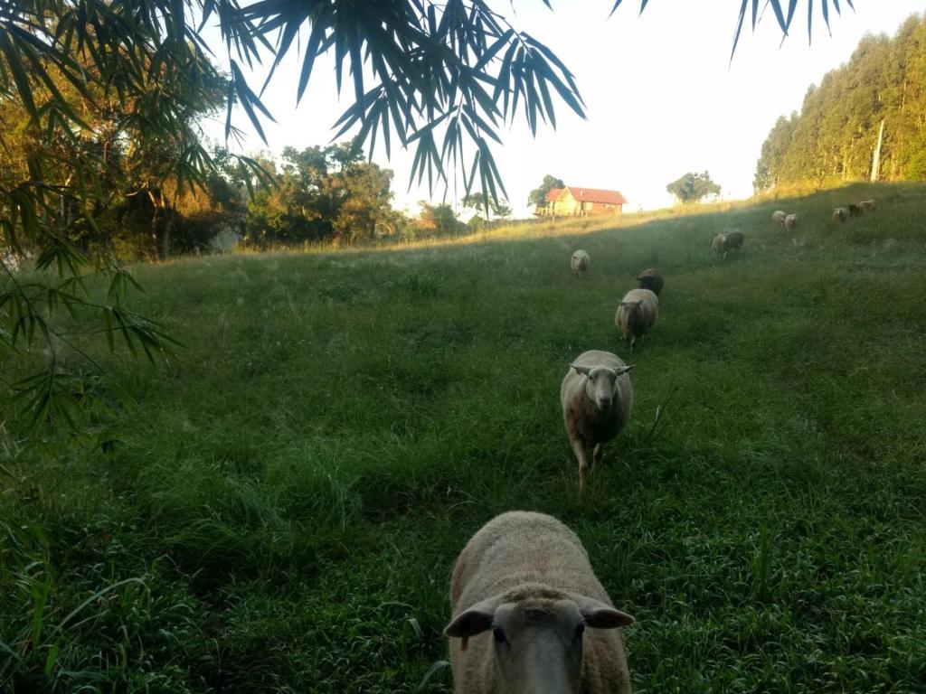  Morro do Vento