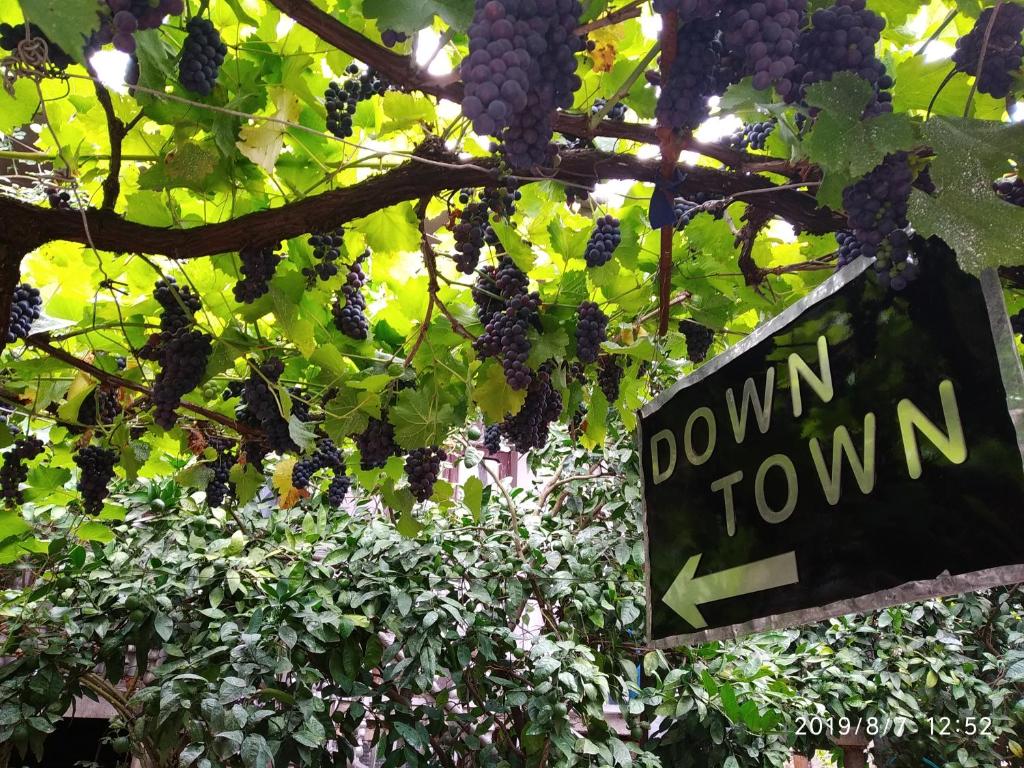 a do worm town sign in a tree with grapes at Downtown guest house in Kutaisi