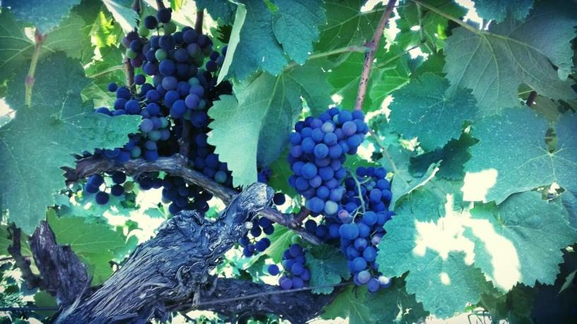 Fotografie z fotogalerie ubytování Cabernet Tali v destinaci Telavi