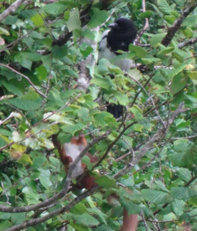 a black and white bird sitting in a tree at An Bruachan B&B in Kenmare