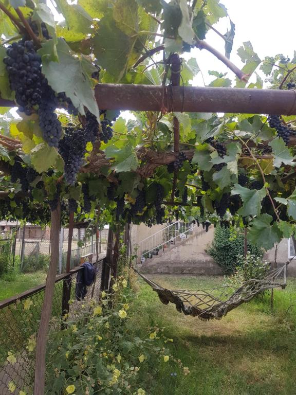 Zahrada ubytování wine valley