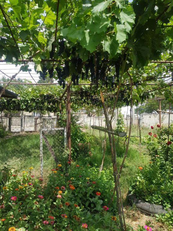 Zahrada ubytování wine valley