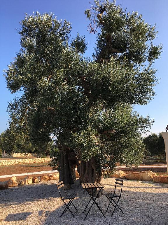 Fotografia z galérie ubytovania Boutique Hotel Masseria Sottomasi v destinácii Savelletri di Fasano