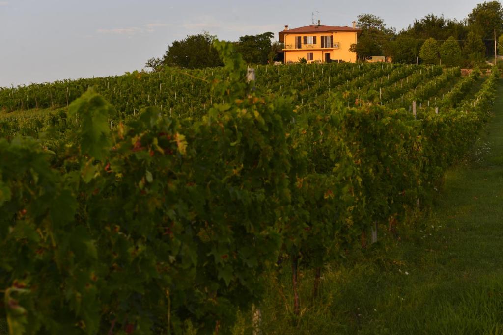 a field of vines with a house in the background at B&B Quattro Stagioni in Gli Angeli