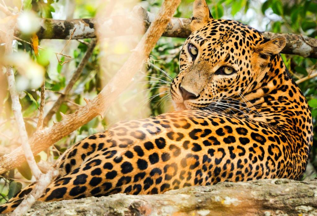 a jaguar is sitting on a rock at La Safari Inn Tissamaharama in Tissamaharama