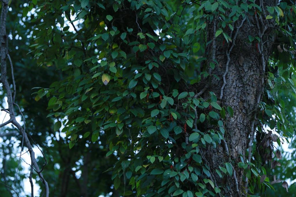 Fotografie z fotogalerie ubytování Ella Planters Bungalow v destinaci Ella
