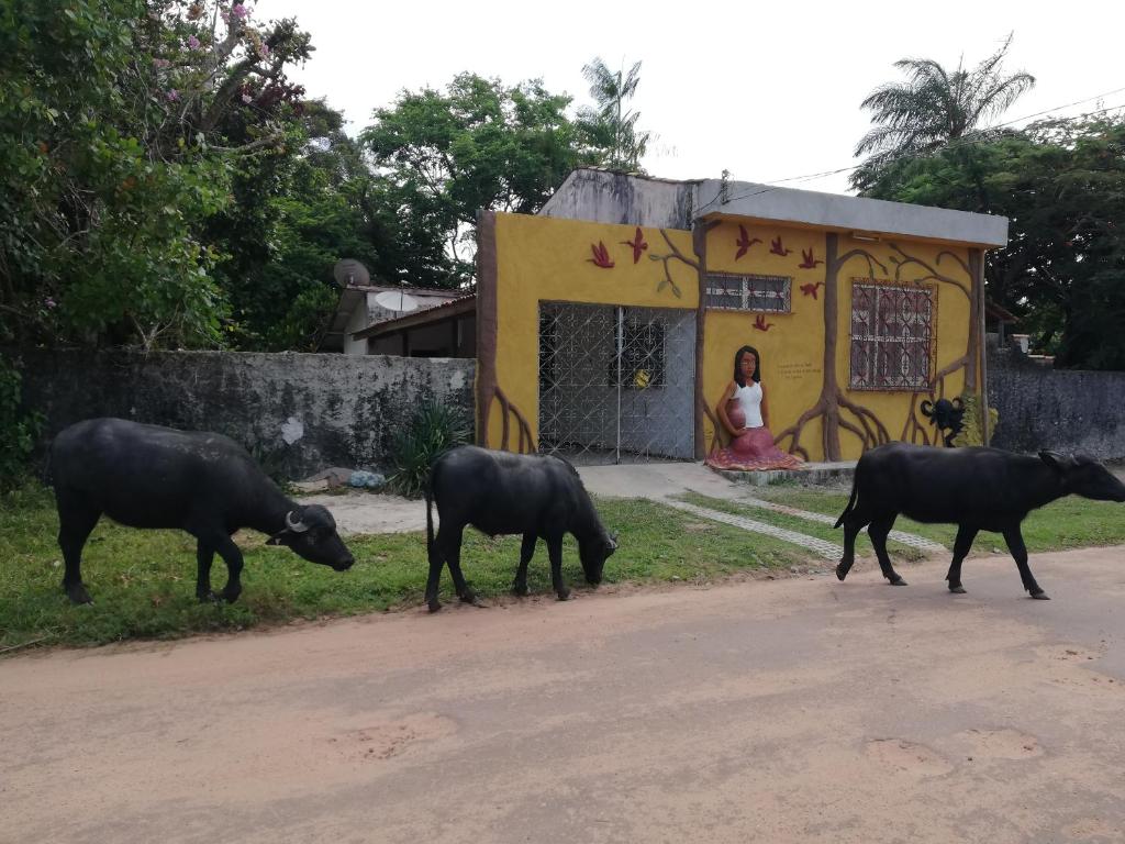 a group of black cows walking down a road at Habitat Marajó Hostel in Soure