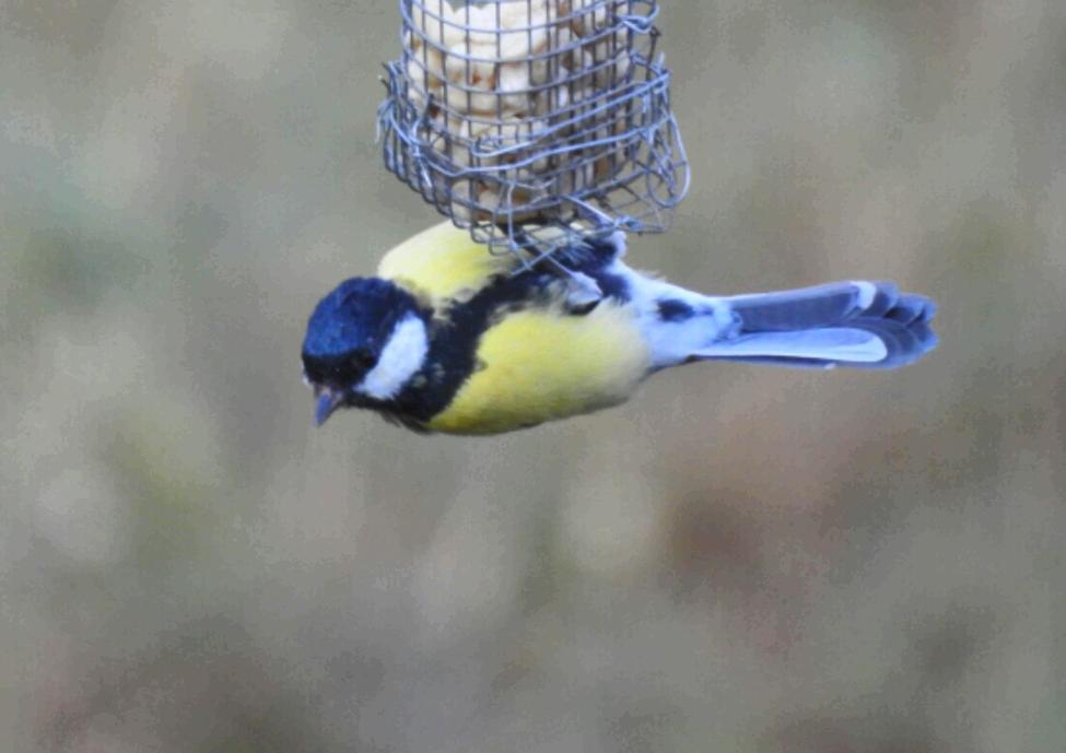 Zvieratá vo vidieckom dome alebo blízkom okolí