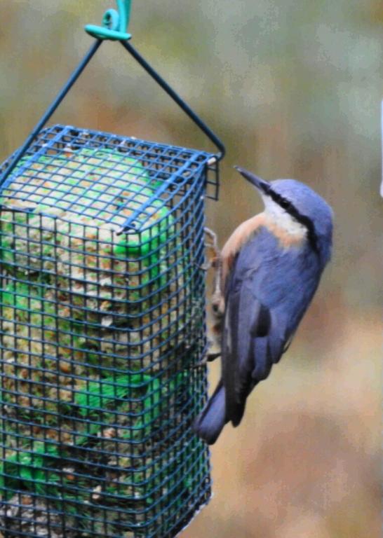 Zvieratá vo vidieckom dome alebo blízkom okolí