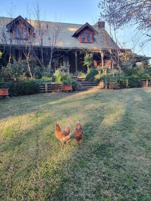 dwa kurczaki stojące w trawie przed domem w obiekcie Angaston by the Winter Creek w mieście Angaston