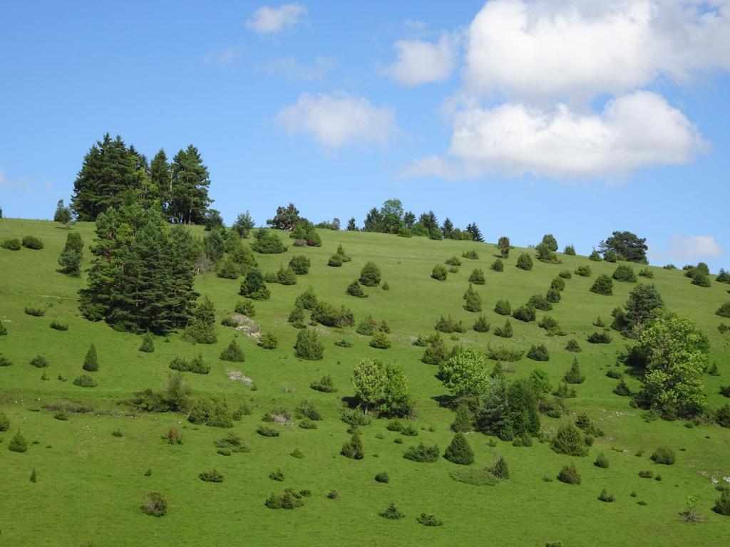 a green hill with trees on a green field at Heid-Blick in Gomadingen