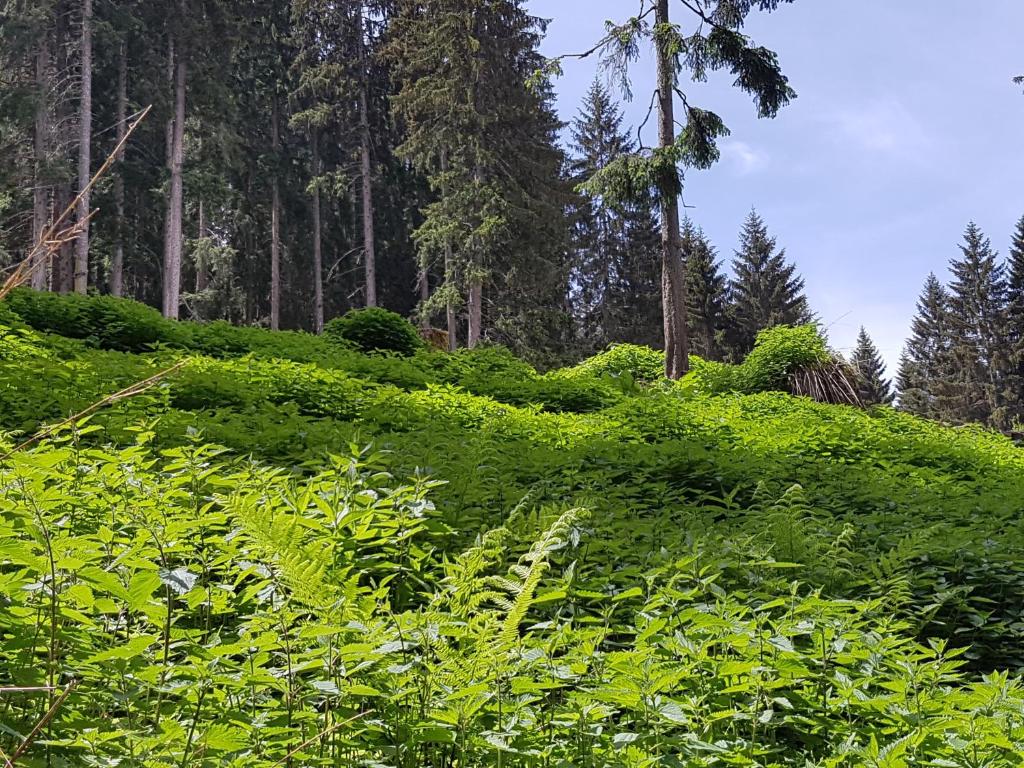 Příroda nedaleko apartmánu