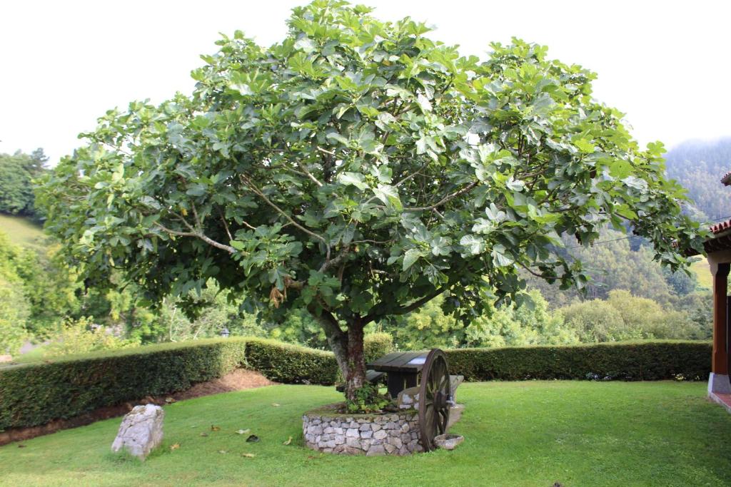 A garden outside La Quintana Sinariega