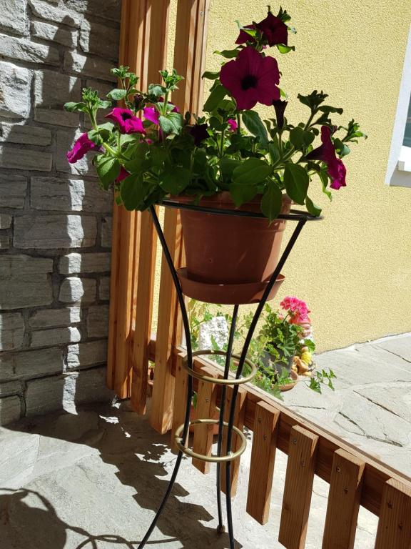 Zahrada ubytování Appartement Königslehen