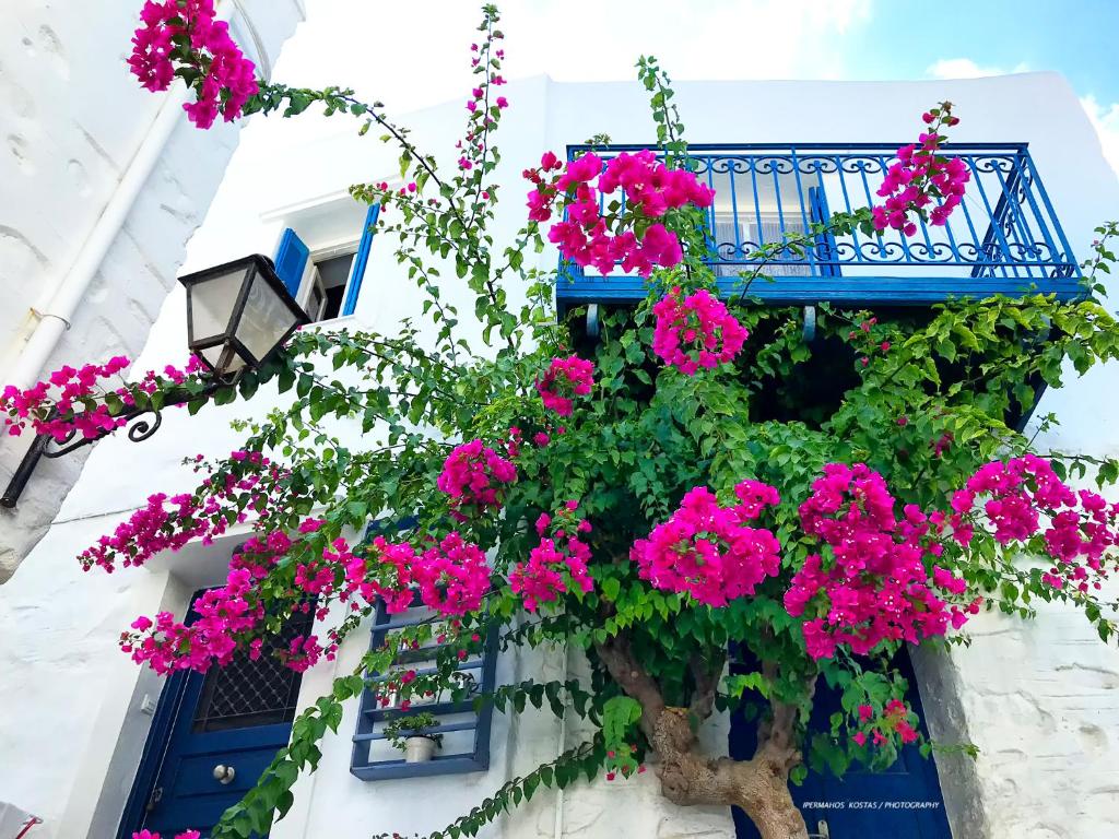 Next to the Bougainvillea!