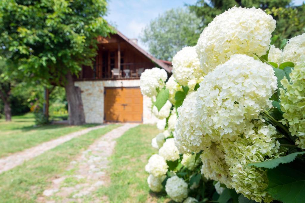 a bush of white flowers in front of a building at Villa Pod Koniem in Kazimierz Dolny