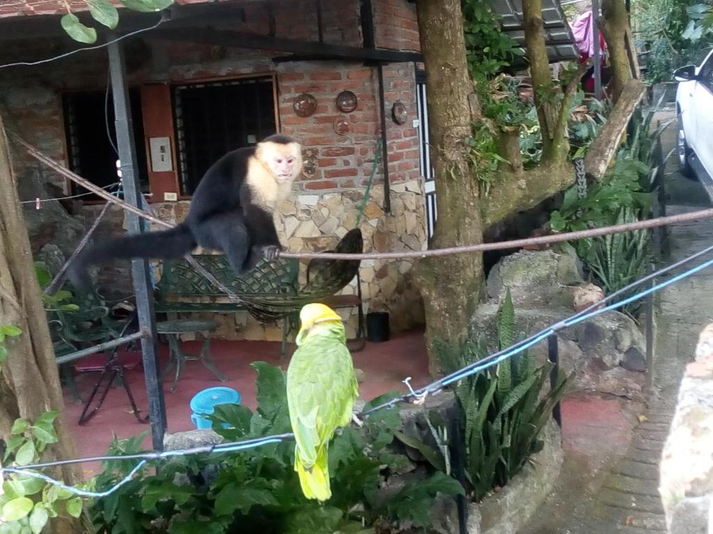 un mono y un loro parados frente a un edificio en hostal Eco-Lodge La Chiponga, en Santo Domingo