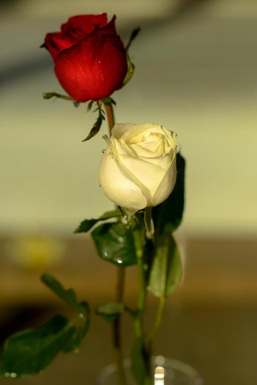 two red and white roses in a glass vase at The Puncak Lombok in Senggigi