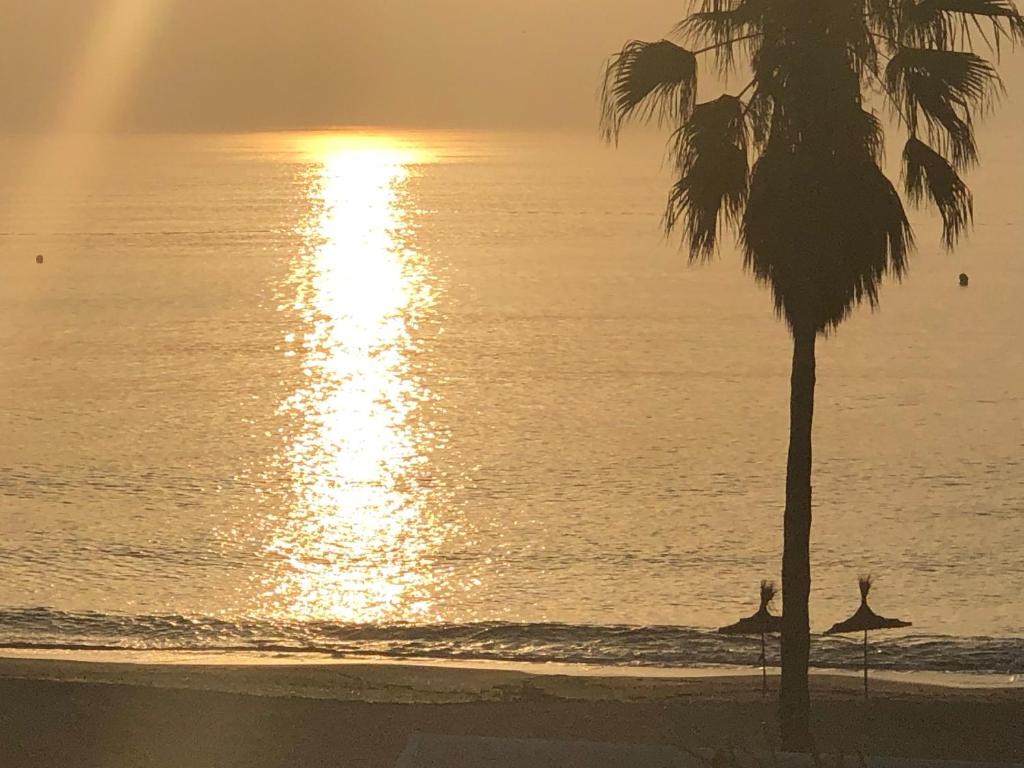 una palmera en la playa con puesta de sol en Al Amine Plage, en Fnidek
