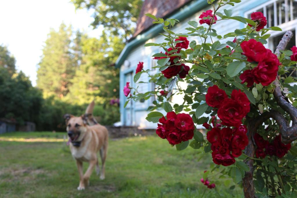 Domácí mazlíčci ubytovaní s hosty v ubytování Annenhof Holiday House