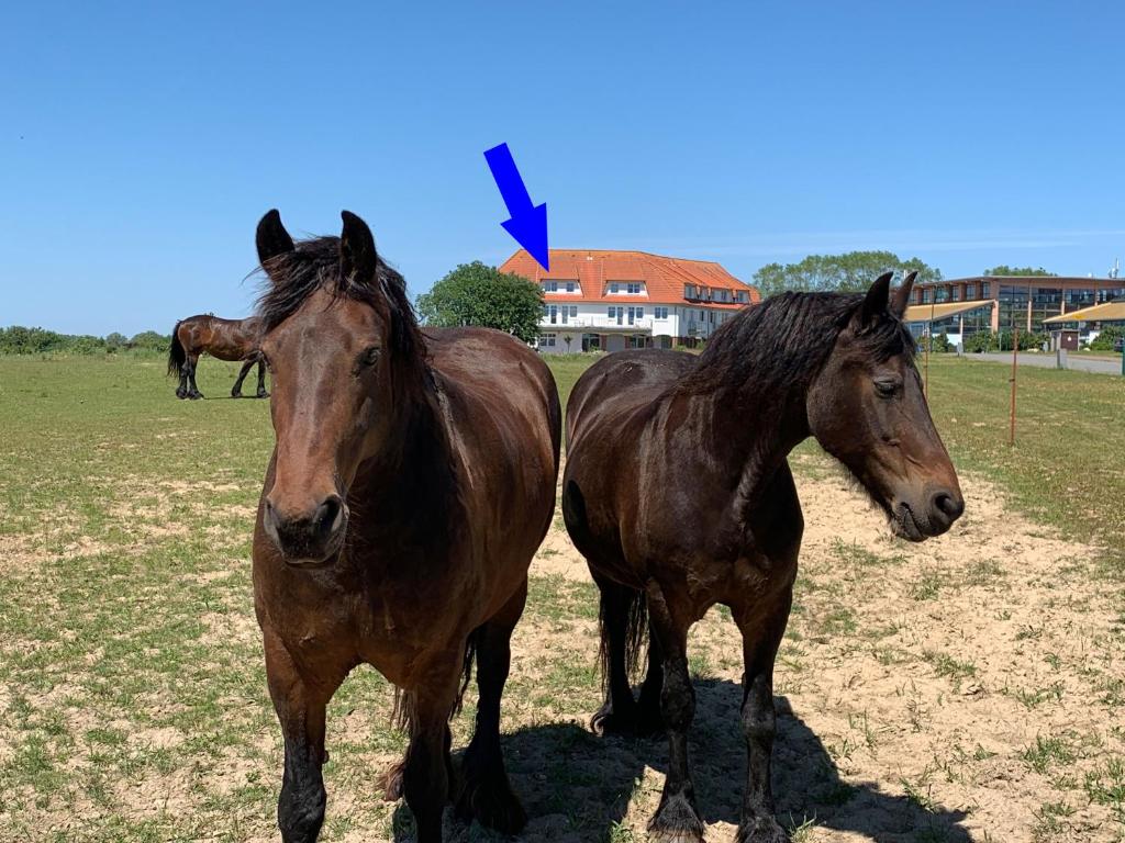 two horses standing next to each other in a field at Studio "MS Muschel" im Ferienpark in Neddesitz