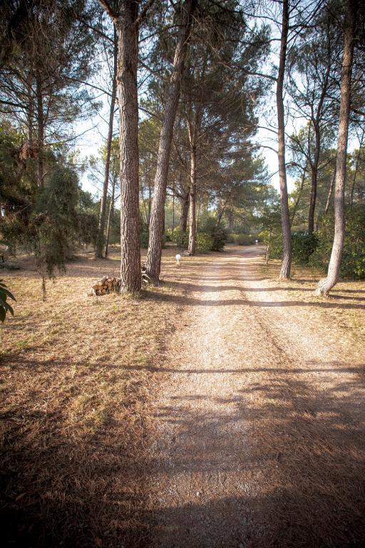 a dirt road with trees on the side of it at Le Clos Zinou in Lambesc