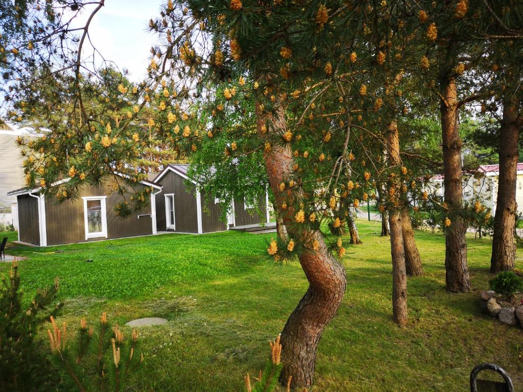 uma árvore com laranjas num quintal em Delta Plius em Šventoji