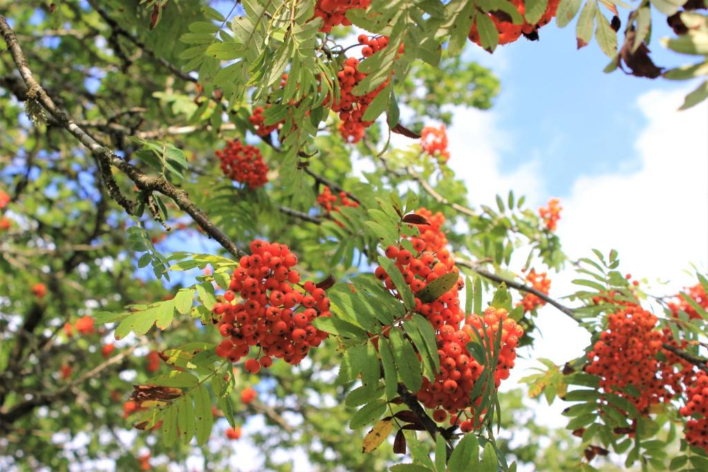 Zahrada ubytování Naturnära STUGA ULLARED