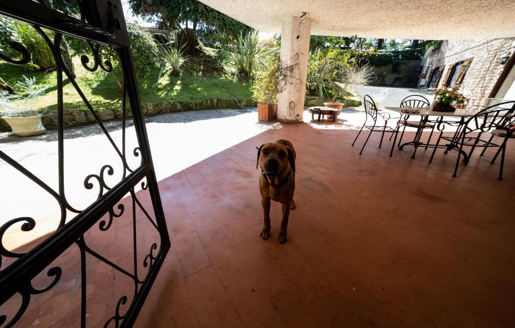 Zwierzęta zatrzymujące się w obiekcie Villa il Parco