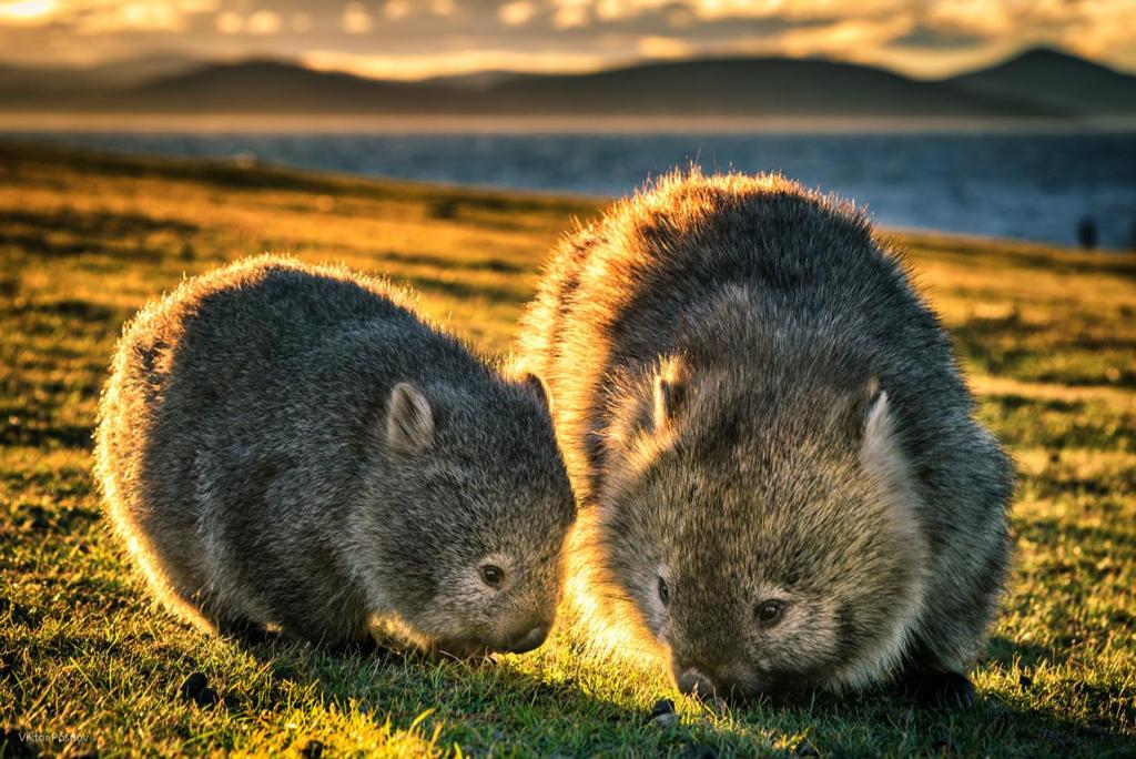 two hedgehogs standing next to each other in the grass at Hill End Lodge in Hill End